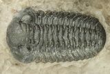 Detailed Phacopid (Acastoides) Trilobite - Foum Zguid, Morocco #244277-2